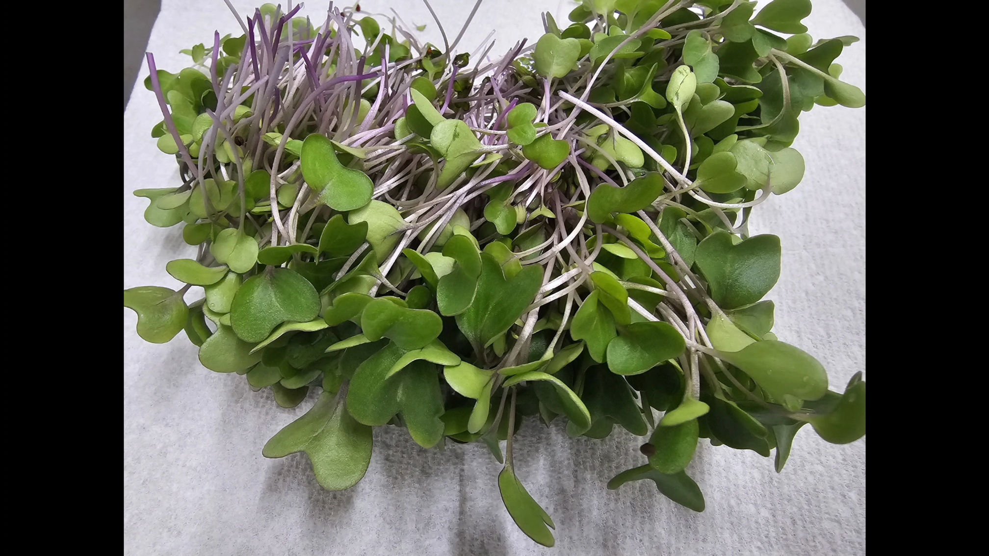 4 Reasons to Eat Microgreens